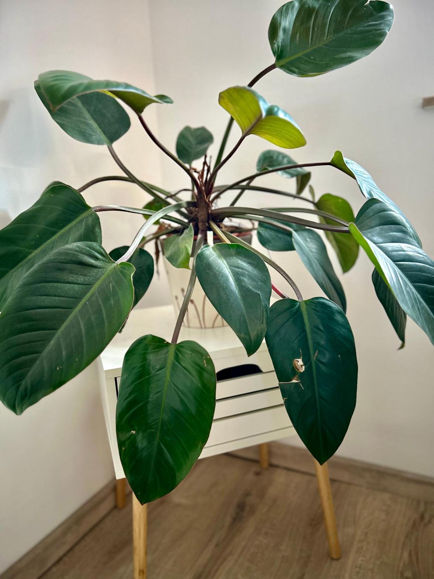 Garden House Apartment